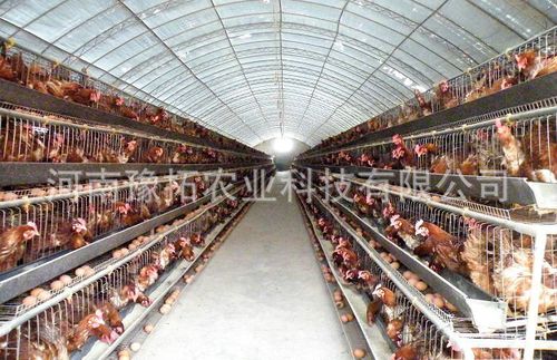 热销供应 家禽养殖大棚 养猪温室大棚 品质保障