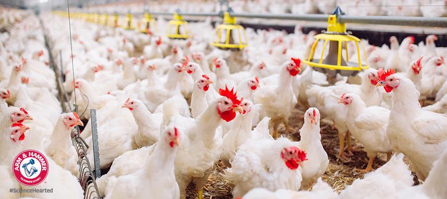 益宁易家禽饲料添加研究报告 - 艾禾美动物和食品生产