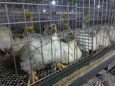 美国曾疯狂养殖抗生素鸡,33天就可以向工厂交货,却存在大量弊端