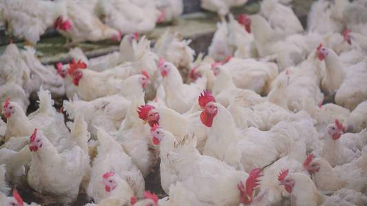 家禽养殖场与肉鸡饲养鸡.