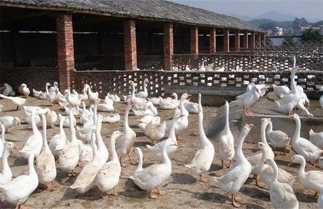 在农村,常见的家禽主要以鸡,鸭为主.