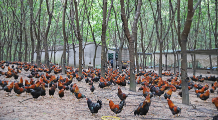 儋州和庆镇罗便村委会:依托林下资源发展儋州鸡养殖